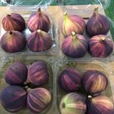 Tuplu Iri Meyveli Cilek Aromali Tiger Fig Incir Fidani