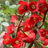 Tüplü Japon Ayvası Fidanı (Chaenomeles Japonica)