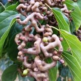 Tüplü Japon Kuru Üzümü Şeker Ağacı (Sugar Tree) Fidanı