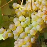 Tuplu K7 Inci Cekirdeksiz Uzum (Asma-Bag) Fidani