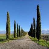 Tüplü Kara Servi (Cupressus sempervirens) Fidanı (20-30 cm)
