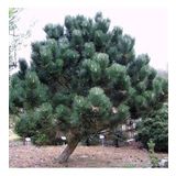 Tüplü Karaçam Fidanı (Pinus Nigra) (100-150 cm 4 Yaş)