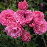Tüplü Katmerli Kordes Rosen Tina Yediveren Soğuklara Dayanımlı Gül Fidanı
