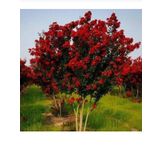 Tüplü Kırmızı Çiçekli Oya Ağacı Fidanı 30/50 Cm