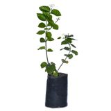 Tüplü, Kokulu Ful Yasemin Fidanı Çiçeği 60-80Cm, BTSR722