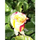 Tüplü Kokulu Yediveren Double Colour Sarı Kırmızı Sarmaşık Gül Fidanı