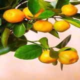 Tüplü Kolay Soyulabilen Rize Satsuma Mandalina Fidanı