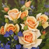 Tuplu Kordes Rosen Kokulu Sweet Honey Gul Fidani