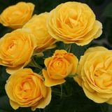 Tuplu Kordes Rosen Yediveren Katmerli Sunbeam Sari Renkli Yediveren Gul Fidani