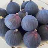 Tuplu Kurakliga Dayanikli Fethiye Karasi Mor Mavi Incir Fidani