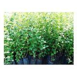 Tüplü Kurtbağrı Ligustrum Bahçe Çit Set Fidanı 30 - 50 Cm