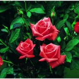 Tüplü Lady Rose Kokulu Gül Fidanı