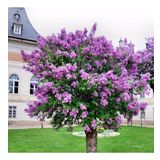 Tüplü Leylak (Syringa) Fidanı