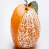 Tüplü Lezzetli Primasol Mandalina Fidanı