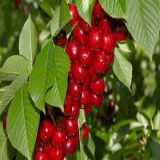 TÜPLÜ MACAR VİŞNE FİDANI YAŞ 2 BOY 80-100CM
