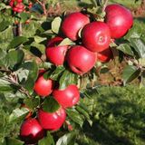 Tüplü Mayhoş Yazlık Summer Red Elma Fidanı