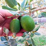 Tüplü Meyve Verme Yaşında Feijoa Kaymak Meyvesi Fidanı
