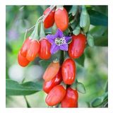 Tüplü Meyve Verme Yaşında Kırmızı Goji Berry Fidanı