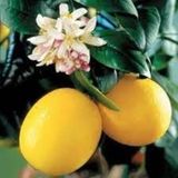 Tüplü Meyveli Yediveren Limon Fidanı