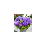 Tüplü Mor Ortanca Çiçeği Fidanı Lila Mor 10-20 Cm
