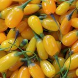 Tüplü Nadir Altuni Amber Sweet Sarı Goji Berry Fidanı (Sınırlı Stok)