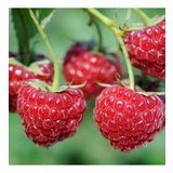 Tüplü Nadir Bulunan Bol Verimli Ruby Ahududu Fidanı