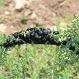 Tüplü Nadir Çeşit Siyah Goji Berry Fidanı meyve Verme Yaşında