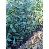 TÜPLÜ OKALİPTUS FİDANI BOY 70-100CM 4 ADET