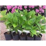 Tüplü Ortanca Çiçeği Fidanı Karışık Renk 15-30 Cm