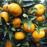 Tüplü Özel Soğuklara Dayanıklı Satsuma Rize Mandalinası Fidanı