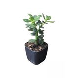 Tüplü Para Ağacı Çiçeği 15- 25 Cm