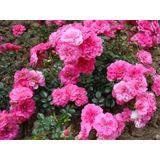 TÜPLÜ PEMBE YEDİVEREN GÜL FİDANI - KOKULU