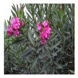 Tüplü Pembe Zakkum Nerium Oleander Fidanı