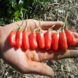 Tüplü Princess Tao Etli Goji Berry Kurt Üzümü Fidanı Sınırlı Say
