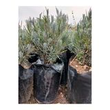Tüplü Saksılı Lavanta Fidesi Fidanı 10-20 Cm