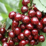 Tüplü Saksılı Yarı Bodur Sweet Heart Kiraz Fidanı