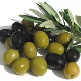 Tüplü Salamuralık Gemlik Trilye Zeytin Fidanı