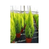 Tüplü ( Salon Çamı ) Limoni Servi Çam Fidanı (14 lük Saksıda- Boyu 30-40 cm ) Limon Kokulu Çam Fidanı