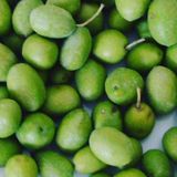 Tüplü Sarı Ulak Zeytin Fidanı