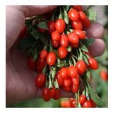 Tüplü Şifalı Kırmızı Goji Berry (Kurt Üzümü ) Fidanı 5 Adet