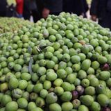 Tüplü Sıkımlık Ve Salamuralık Bol Meyveli Gaziantep Zelebi Zeytini Fidanı