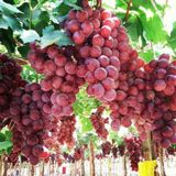 Tüplü Sofralık İri Salkımlı Bol Verimli Red Globe Üzüm Asma-Bağ Fidanı