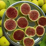 Tüplü Sofralık Kurutmalık Aroması Mükemmel Melle İncir Fidanı