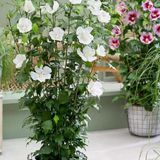 Tüplü Soğuğa Dayanıklı Hibiscus Syriacus Tower White Pembe Renk Hatmi Çiçeği Fidanı