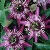 Tüplü Soğuklara Dayanıklı Pembe Çiçekli Passiflora Victoria Çiçeği Fidanı