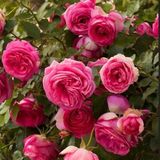Tüplü Soğuklara Dayanımlı Kokulu Rosa Rampicanti Pembe Sarmaşık Gül Fidanı