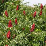 Tüplü Sumak Ağacı Fidanı (15-20 cm) (10Adet)