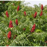 Tüplü Sumak Ağacı Fidanı (15-20 cm) ( 5 Adet)