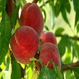 Tüplü Tam Bodur Erkenci Spring Cerest Şeftali Fidanı