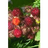 Tüplü Tatlı Wineberry Japon Böğürtleni Şarap Ahududu Fidanı